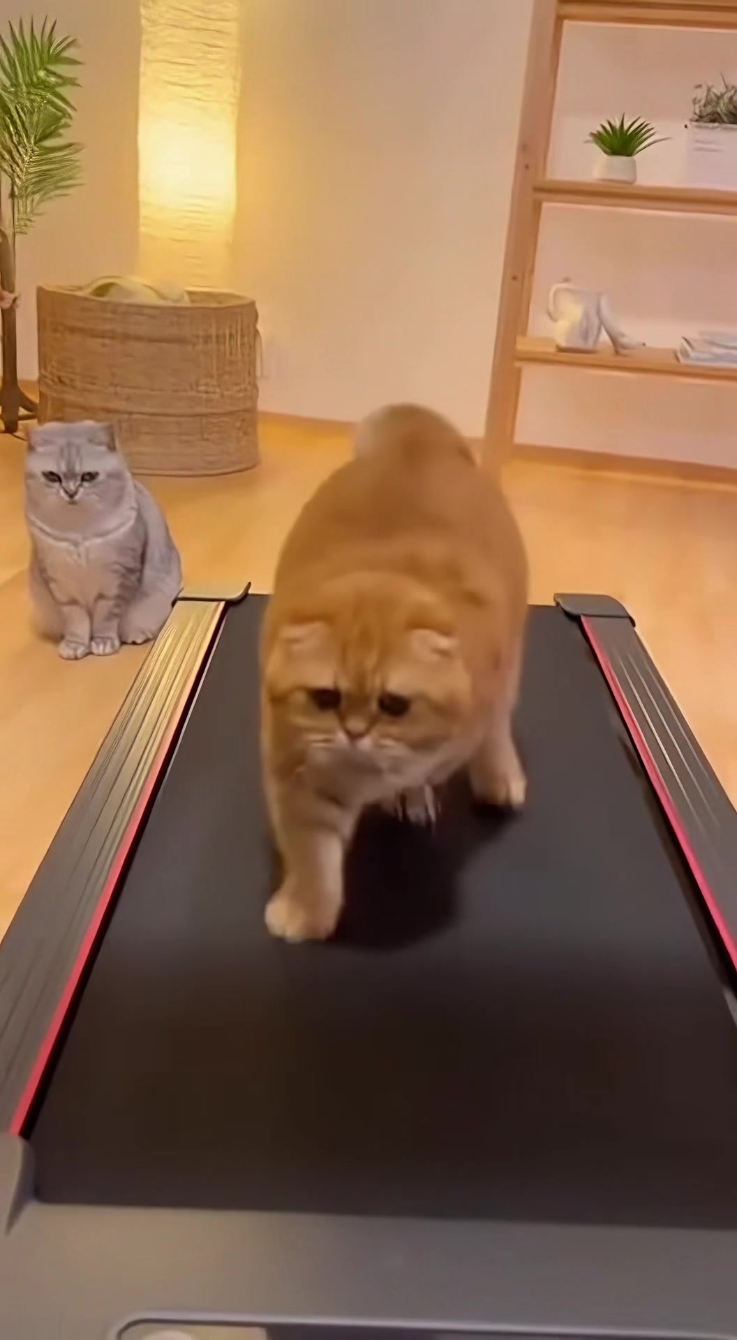 @猫咪历险记