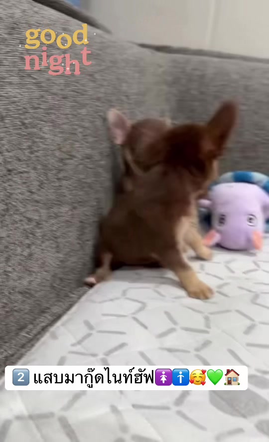 @Fb:Woww chihuahua