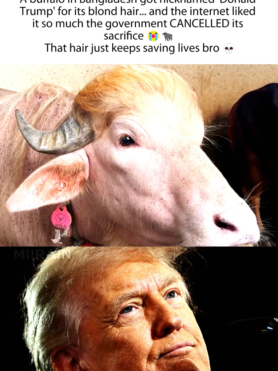 @MiiRain