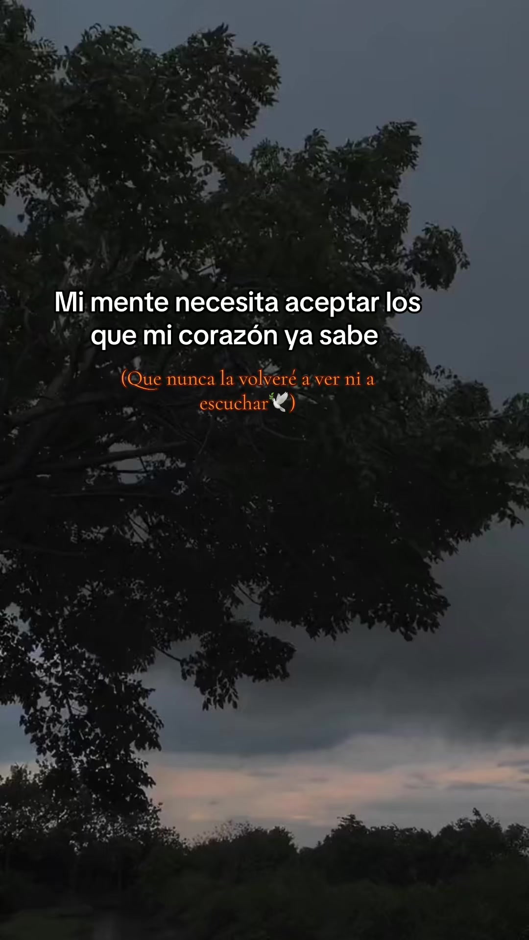@Melissa Andrade