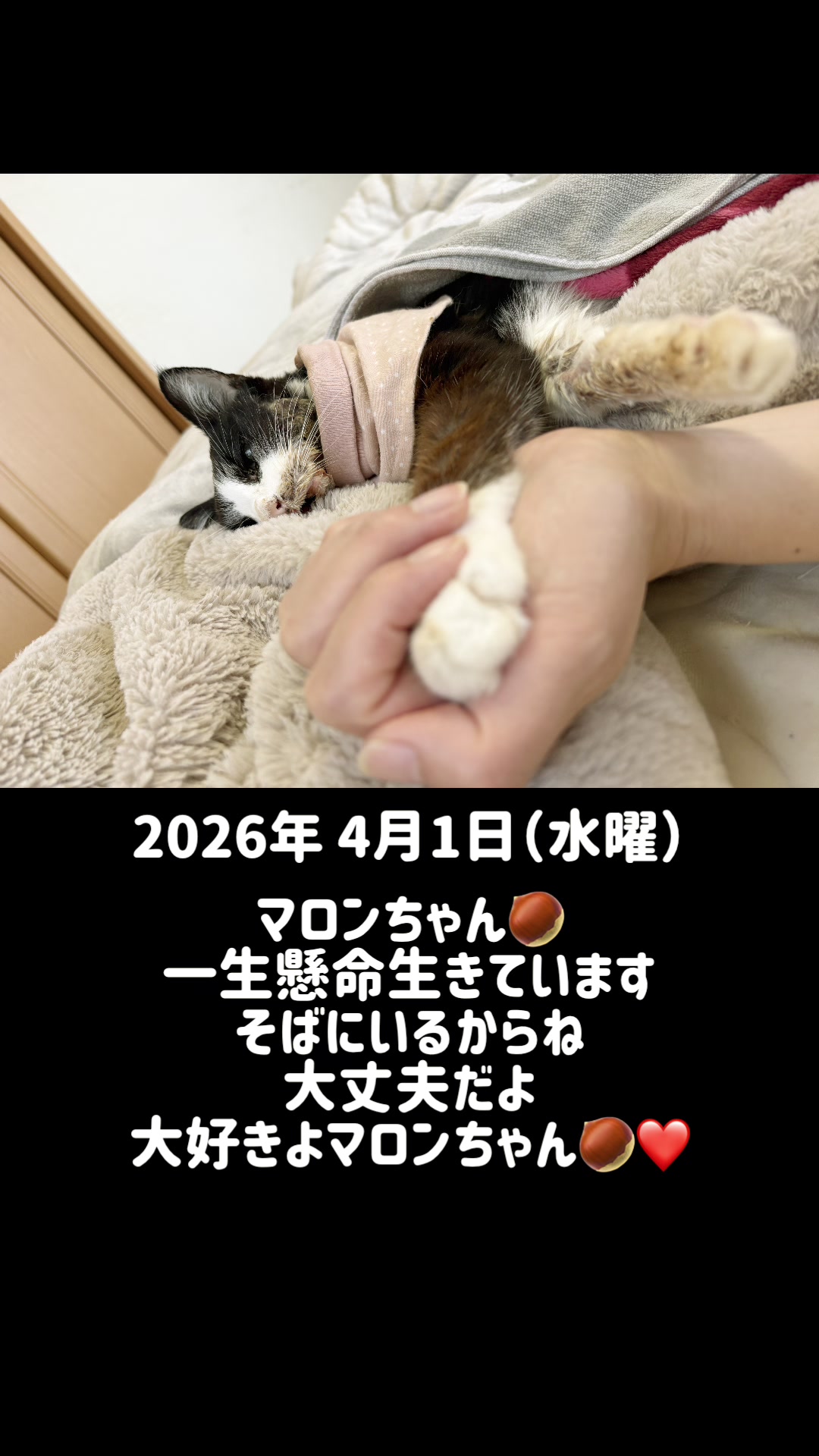 @ねこぷにもふ｜ホワイトシェパードのハクちゃん