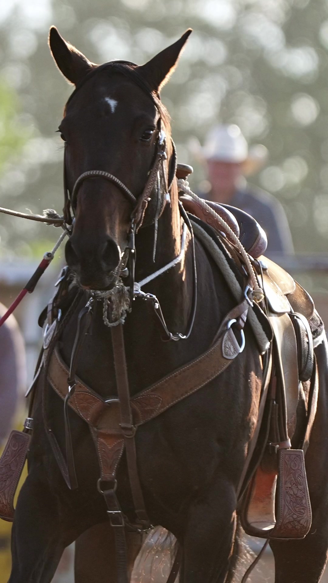 @Hanginghorses