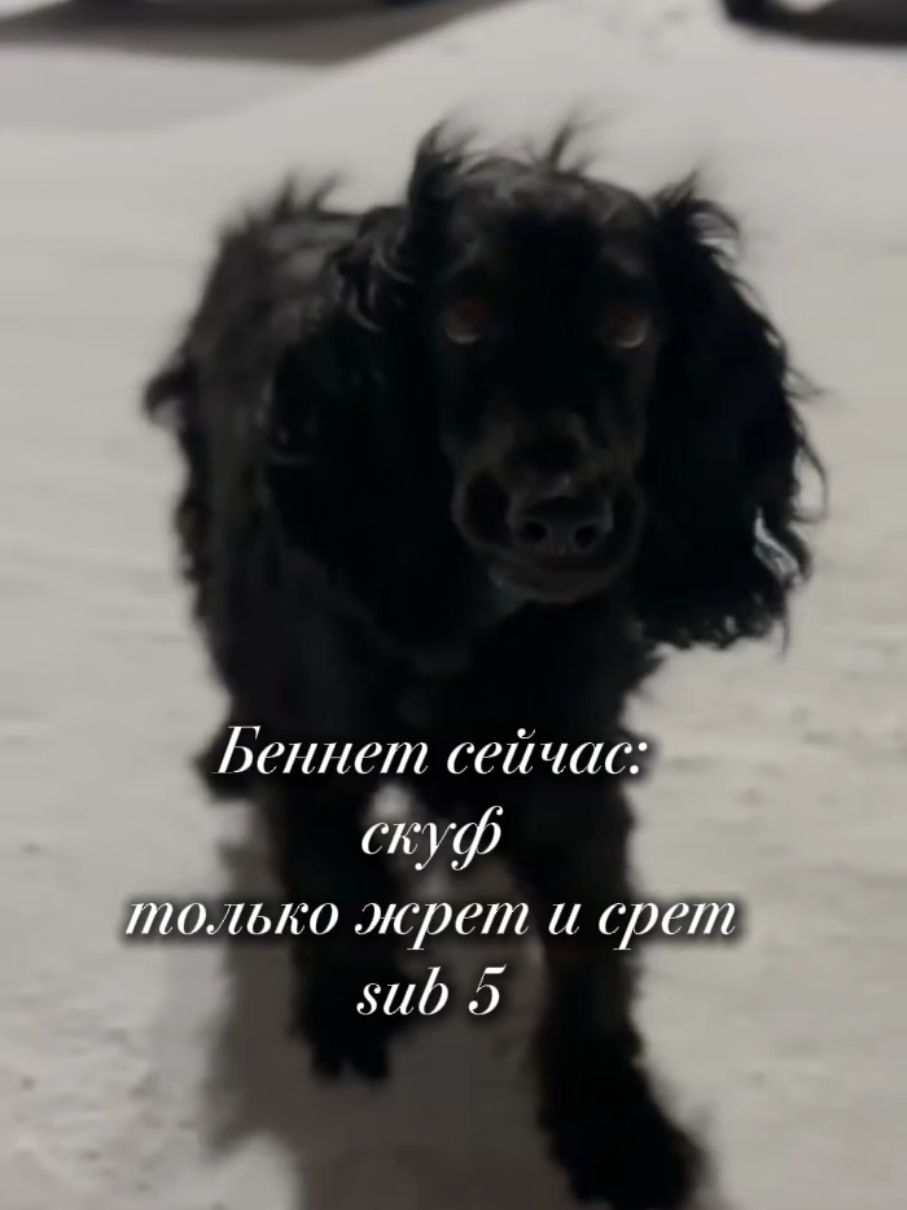 @шакалёнок