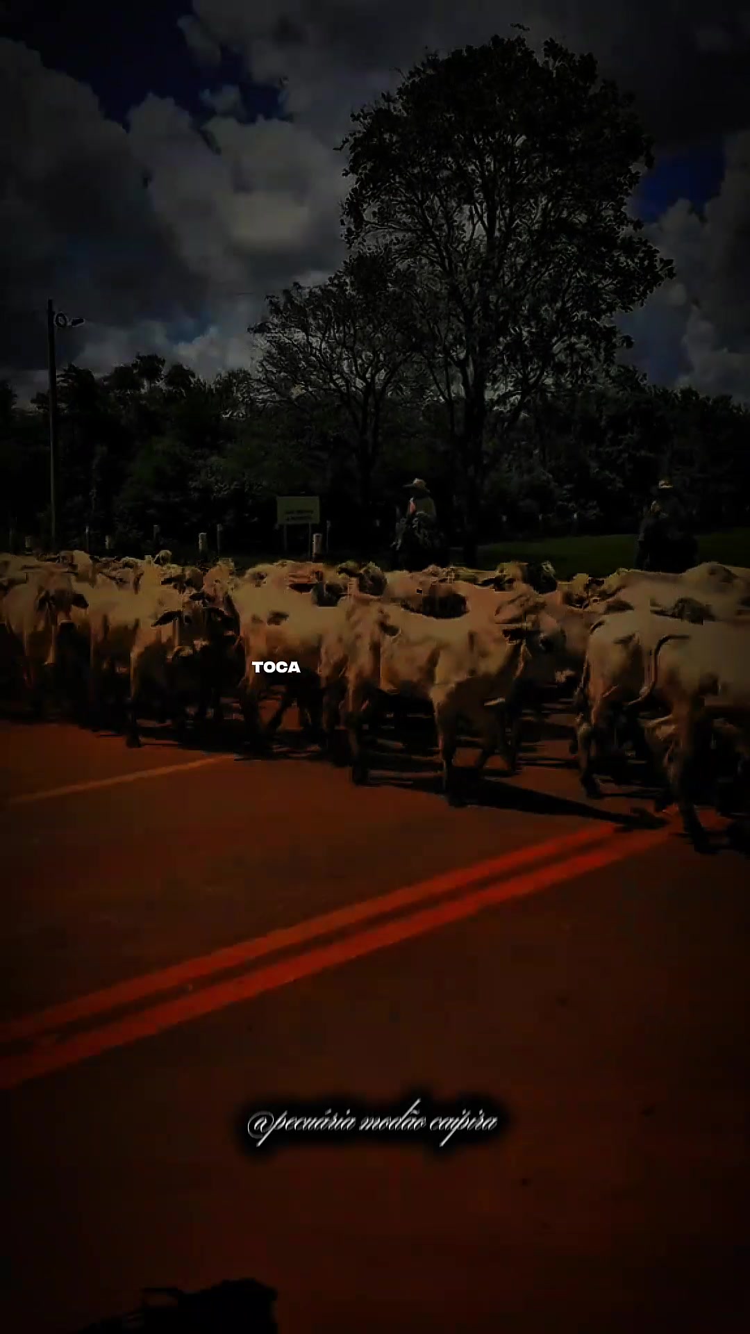 @pecu&aacute;ria mod&atilde;o caipira