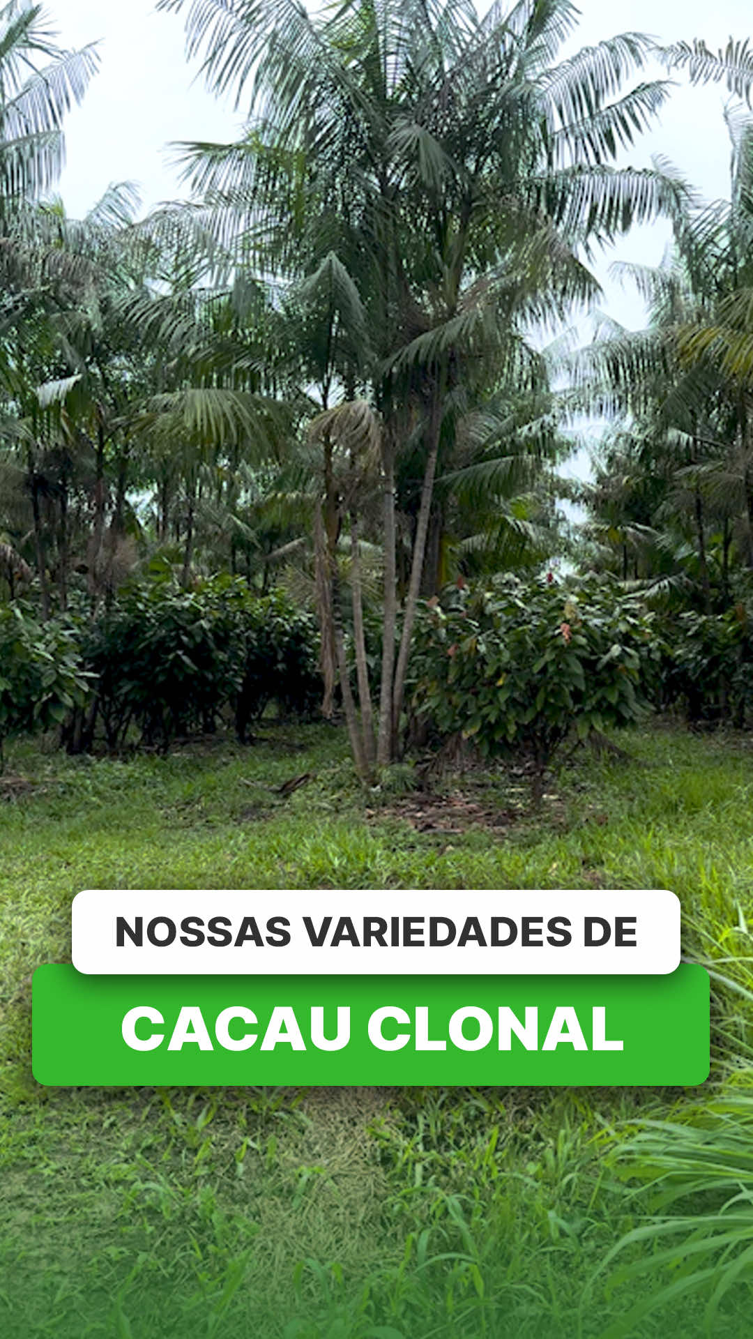 @ViveiroProMudas