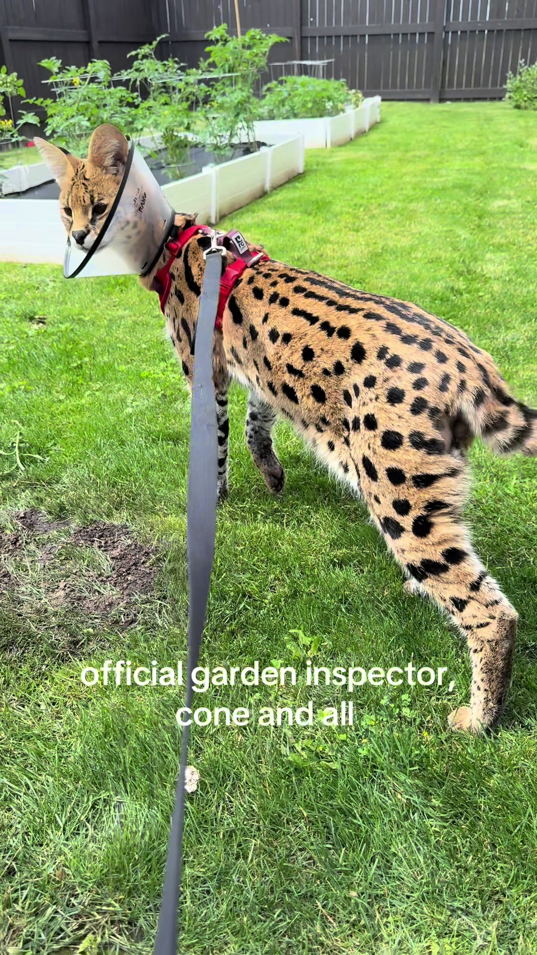 @milo the serval