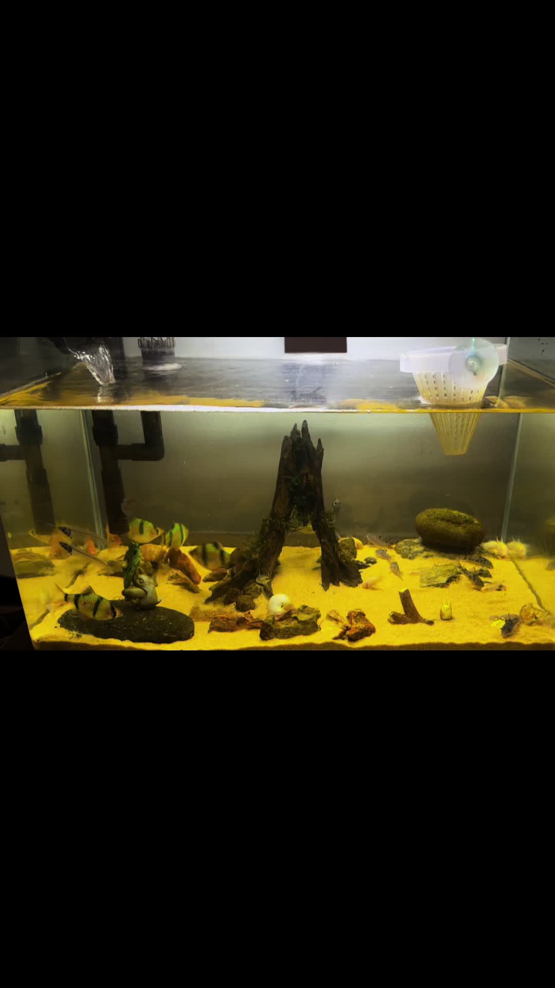 @Ranchu Sakana House 🐠