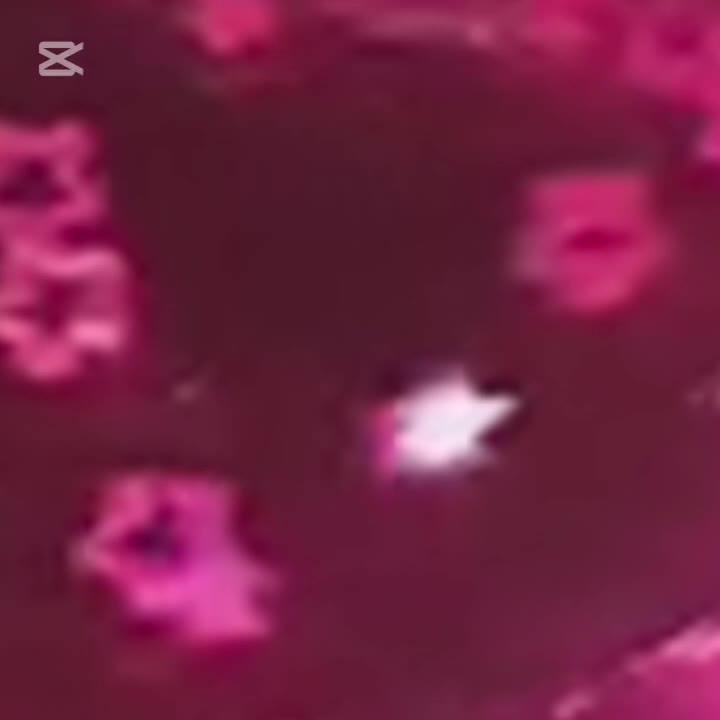 @๐๐ข๐ ๐คโญเนเฃญ โญ ๐๐๐๐