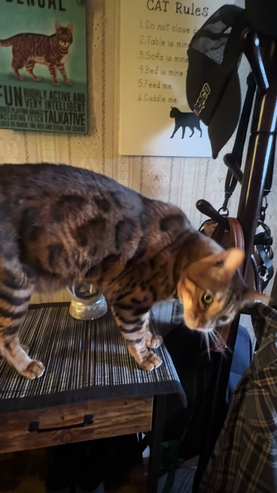 @TiggerthebrownBengal🇦🇺