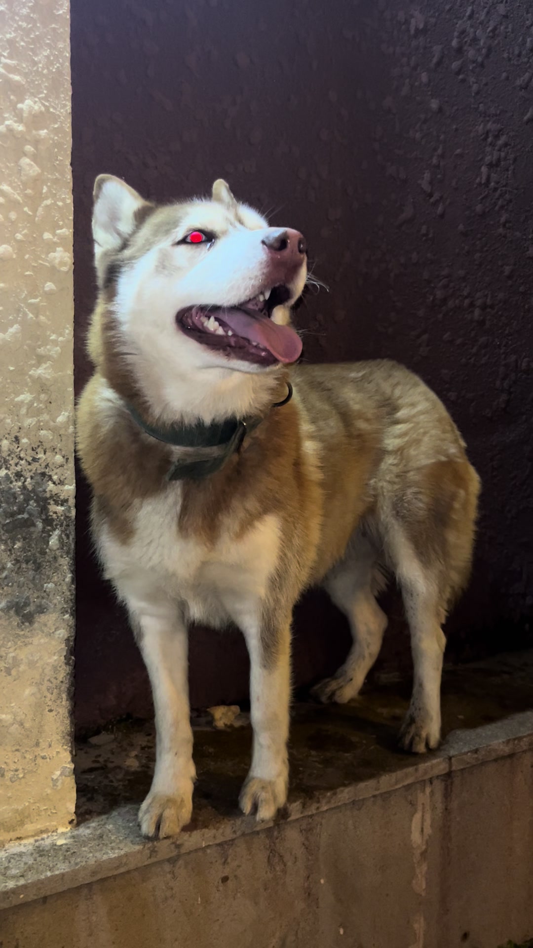 @lbella_Huskyy