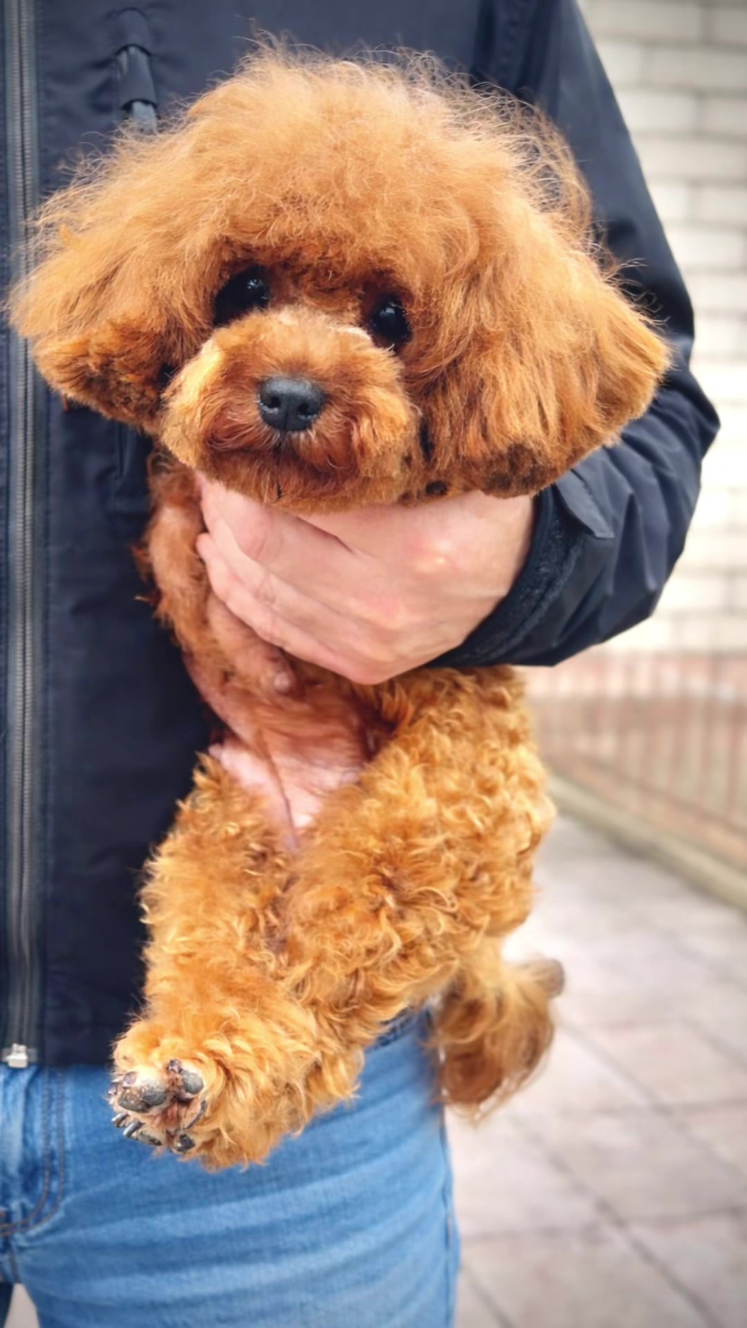@toypoodlemaltipoo_puppie