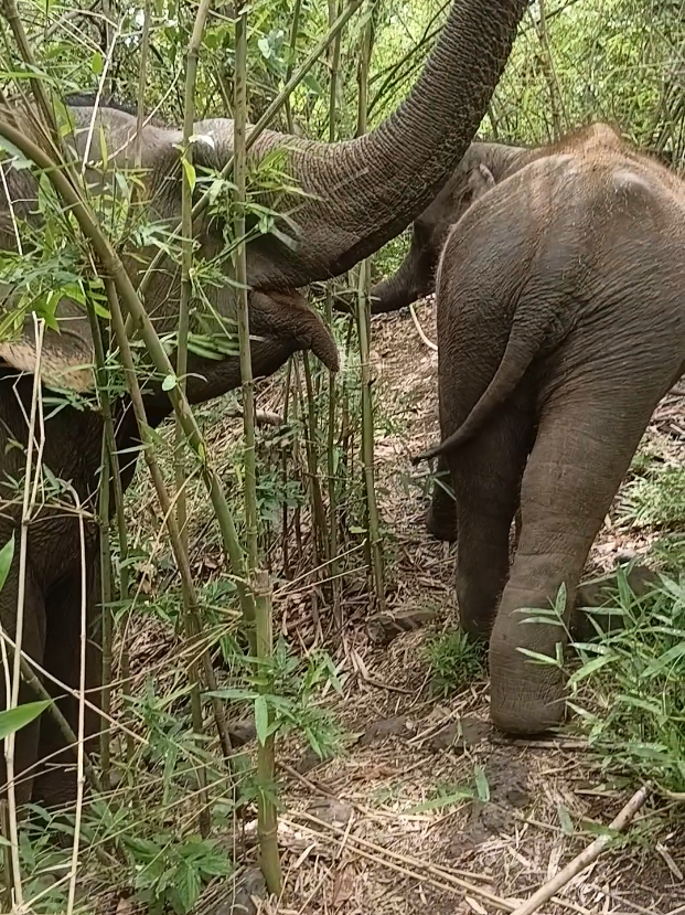 @LuangPrabang Elephant New Home