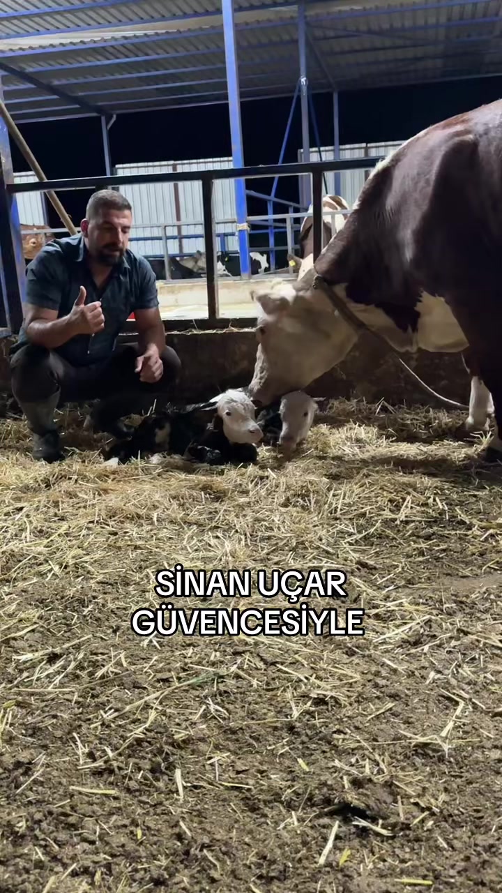 @CELEP SİNAN UÇAR