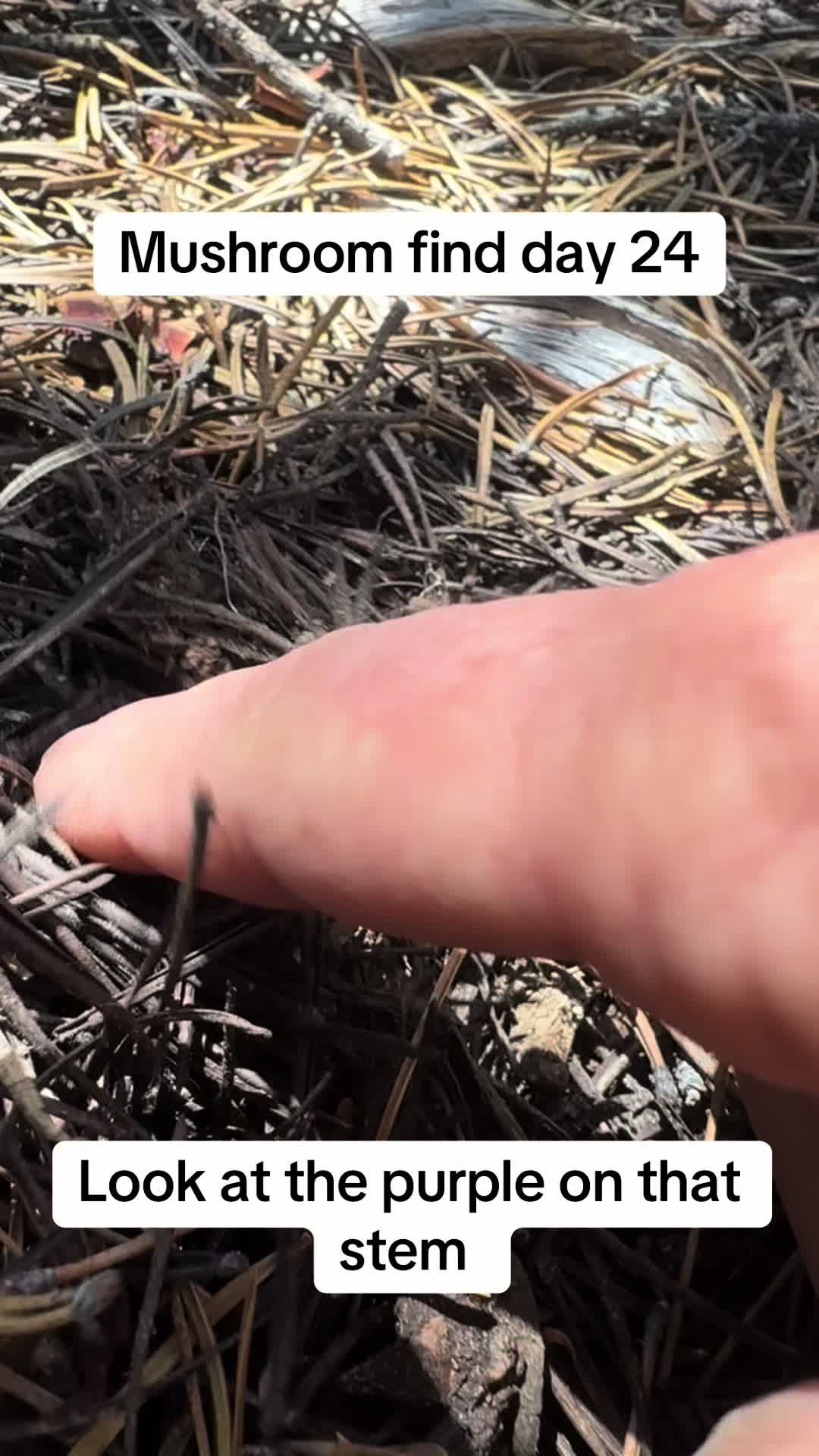 @Fungusamungus