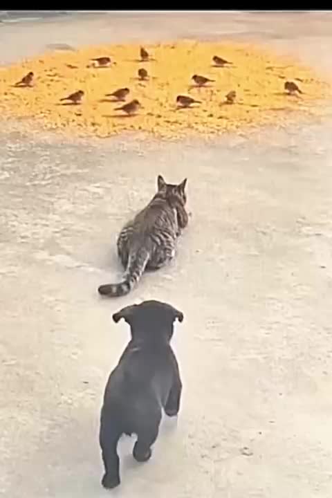 @Funny