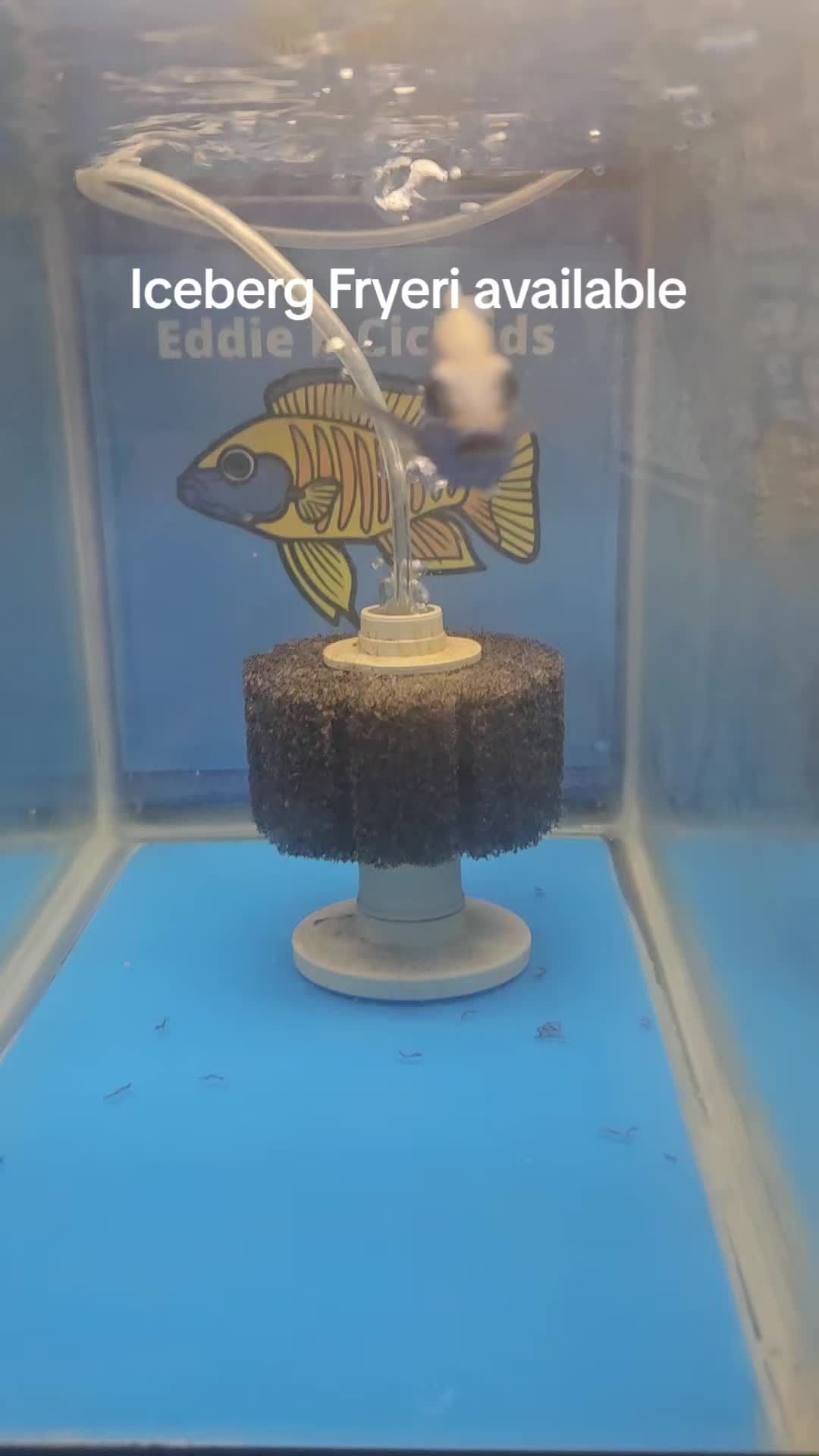 @EddieBcichlids