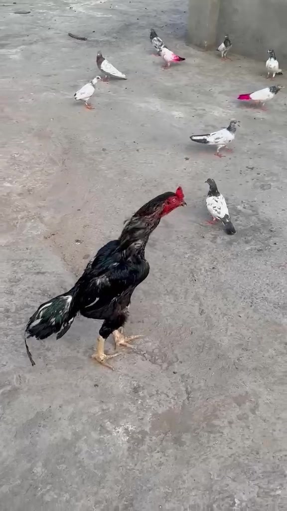 @👑برلاس👑