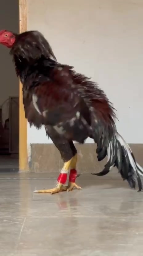 @Aseel 🐓