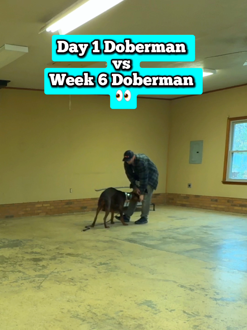 @Lost Boys K9 Academy