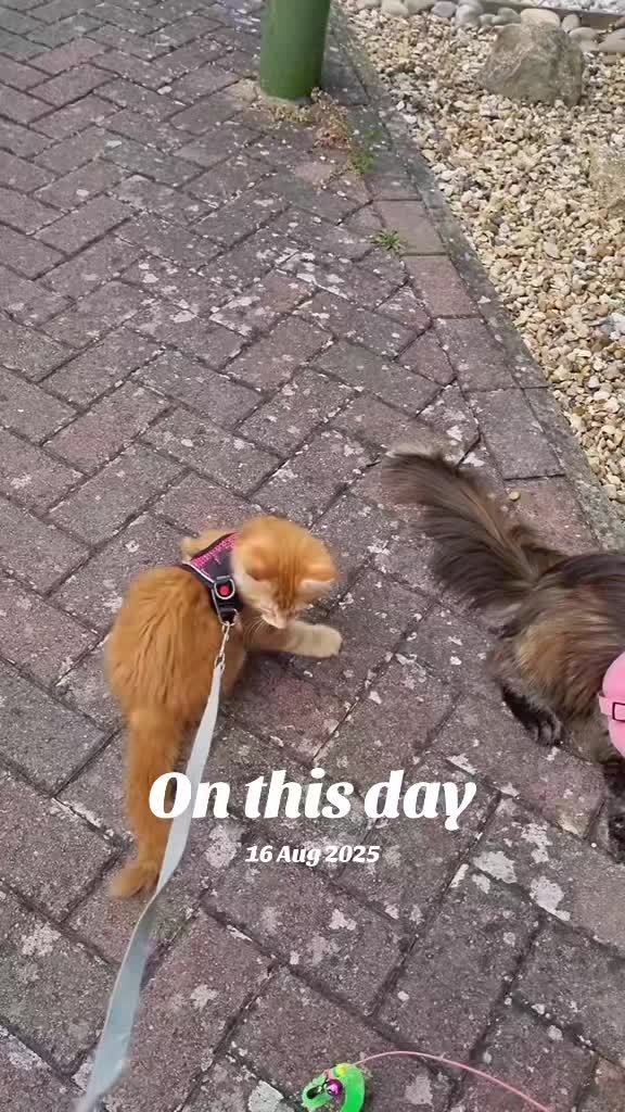 @Dollzuki Maine Coons