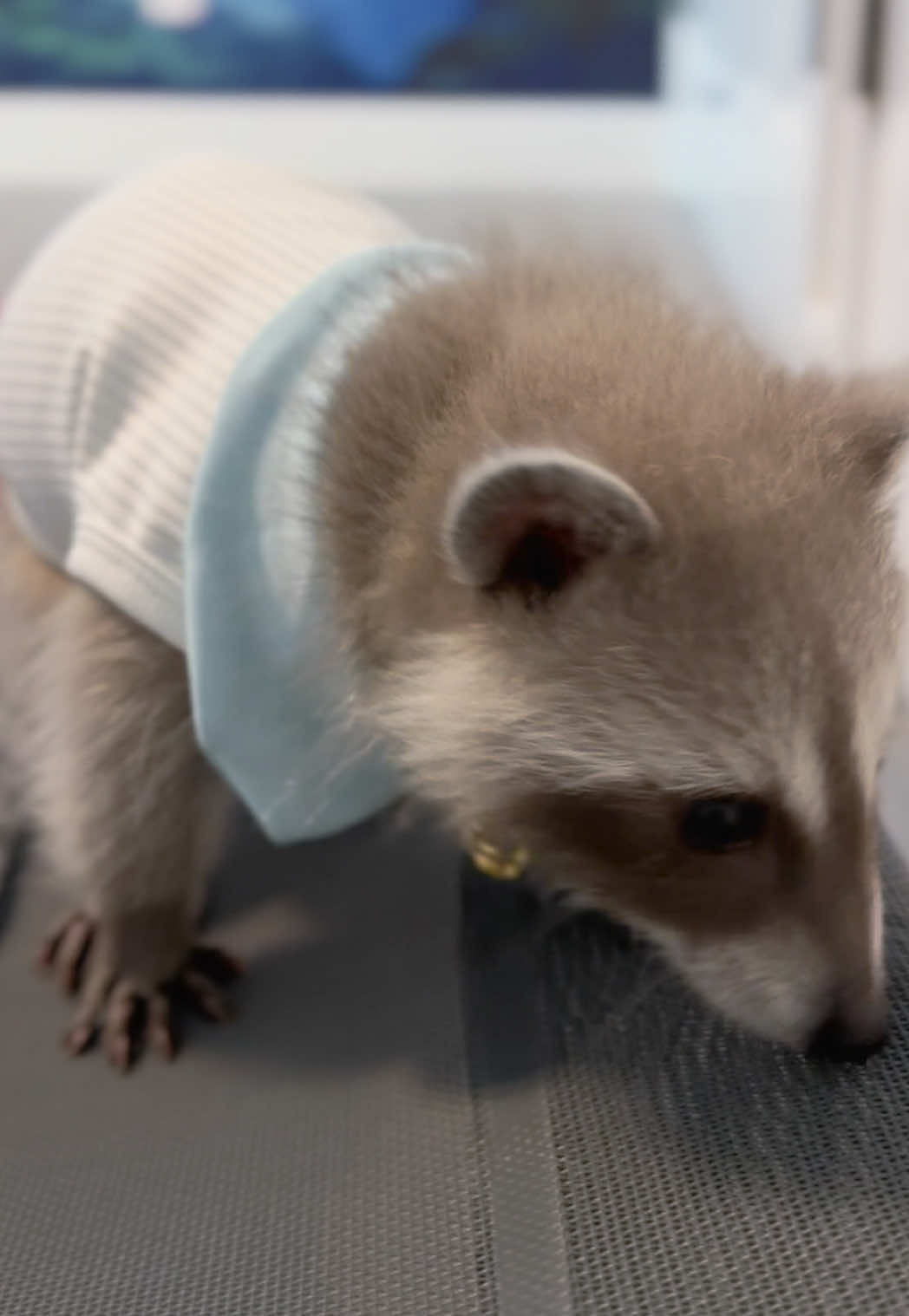 @Pooh the Raccoon