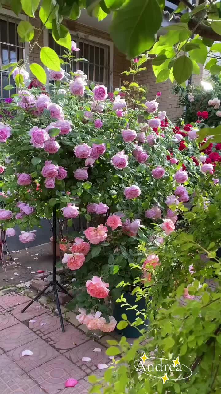 @andreacorsi298