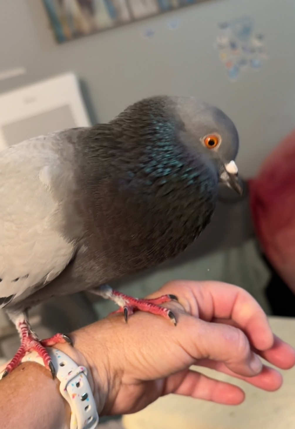 @Beebee The Pigeon