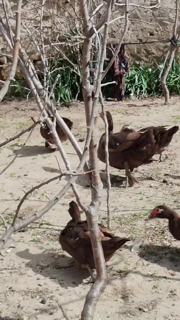 @MAŞTAĞA_QUŞCULUĞ