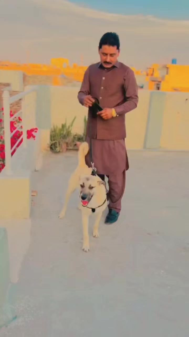 @عامر مغل فخر دھمیال