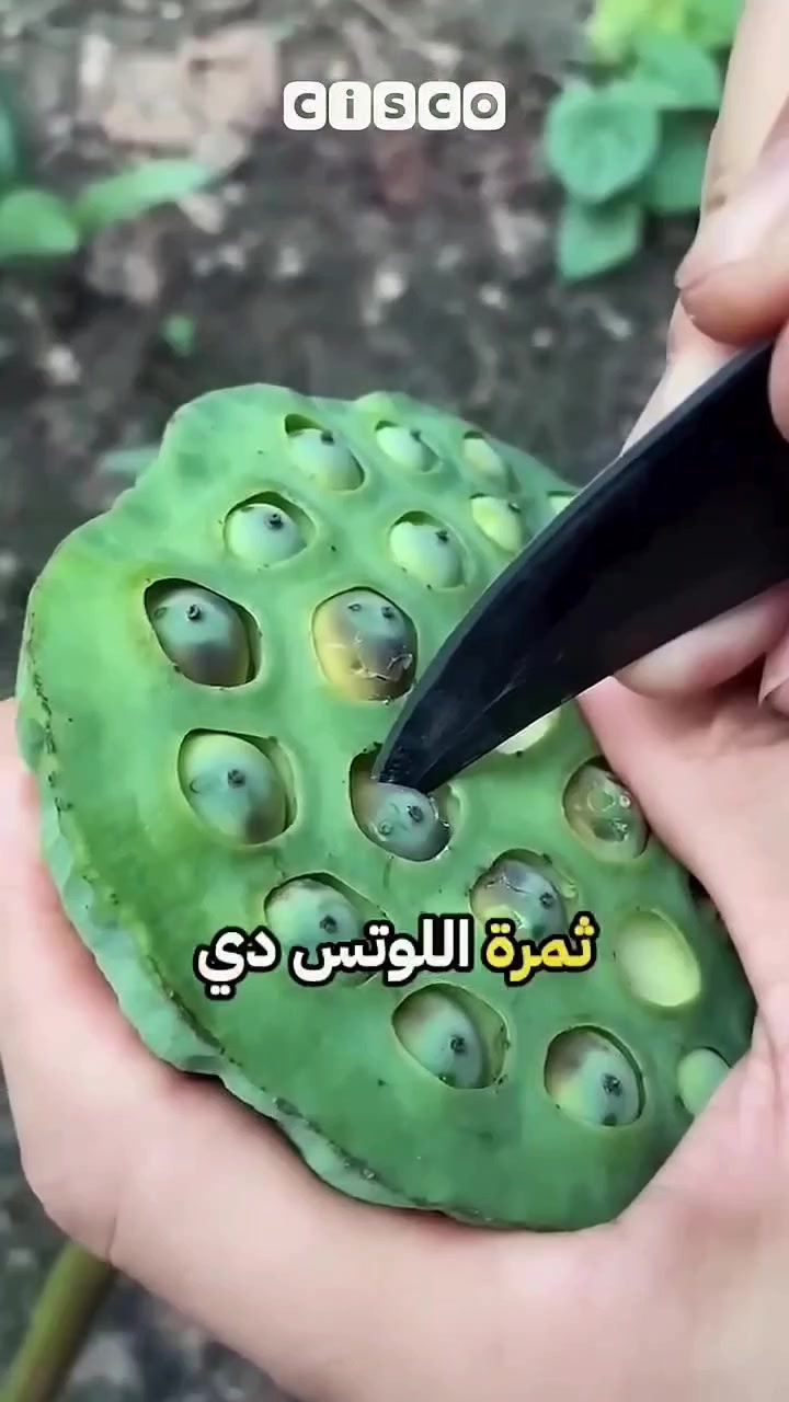@زِيـــن علـي