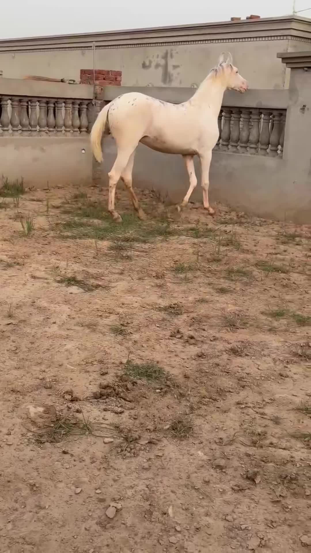 @Syed Asad Rizvi