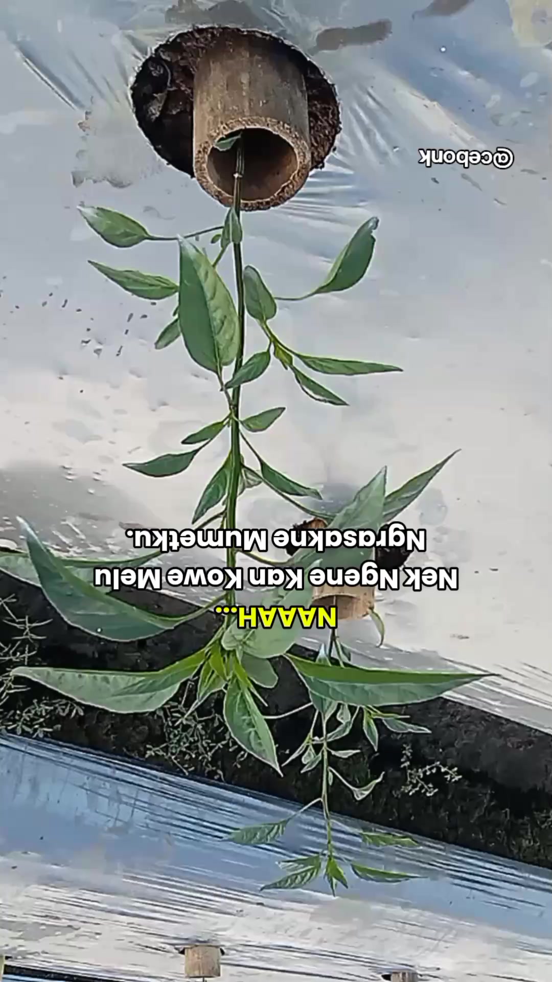@cebonk