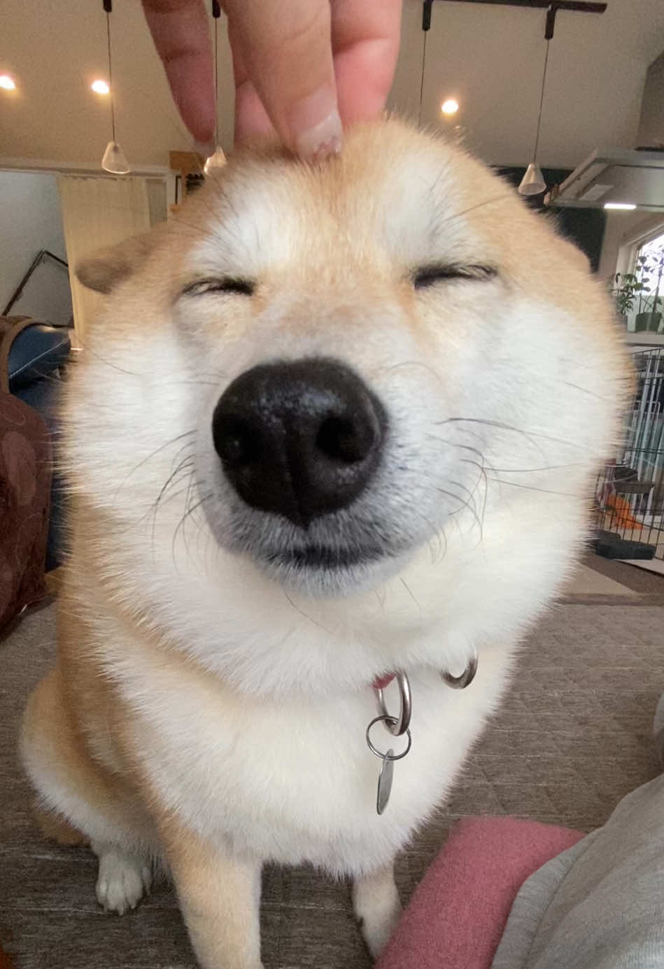 @こむぎといなり