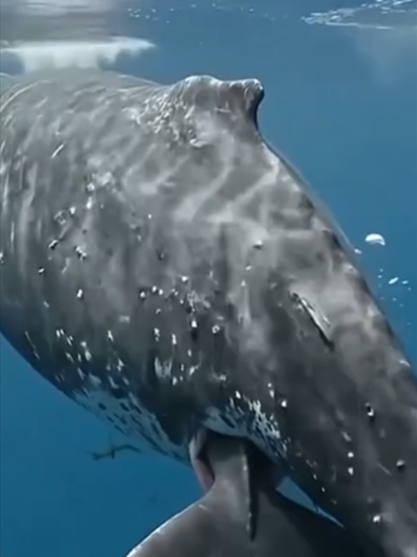 @Mundo dos Animais