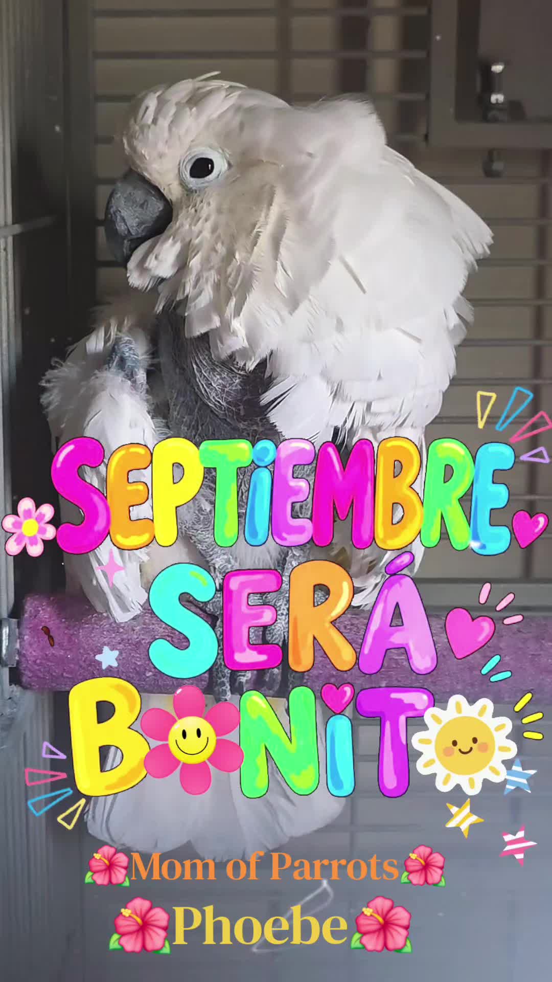 @🦋🇵🇷Mom of Parrots🇵🇷🦋