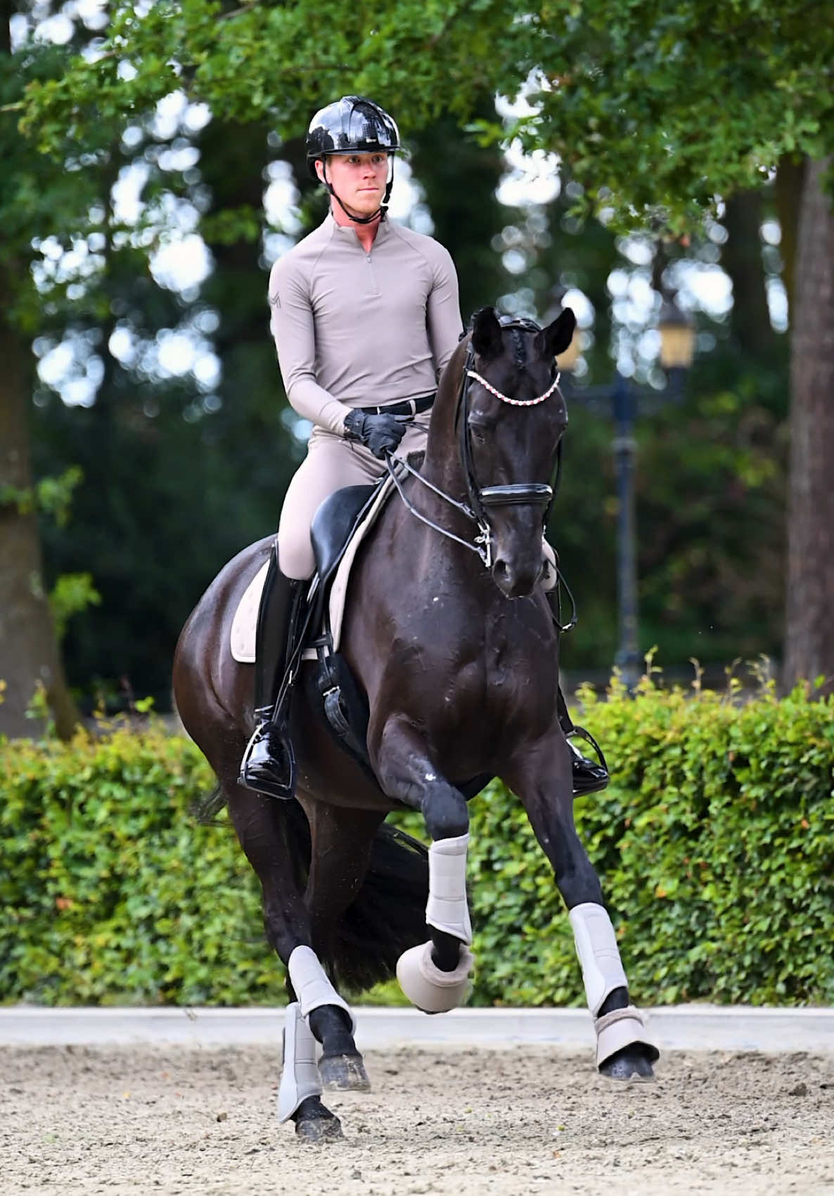 @Maximilian Equestrian
