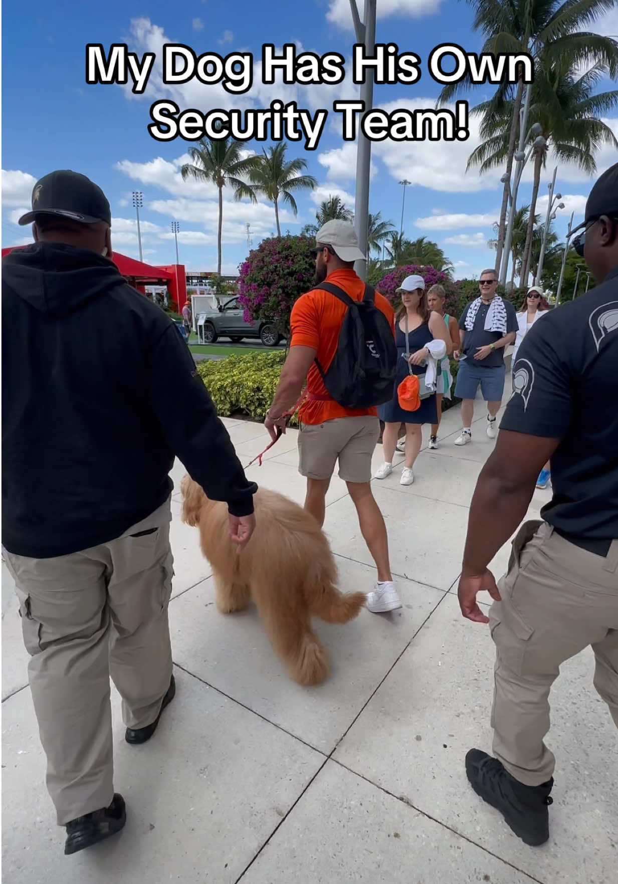@Brodie The Goldendoodle
