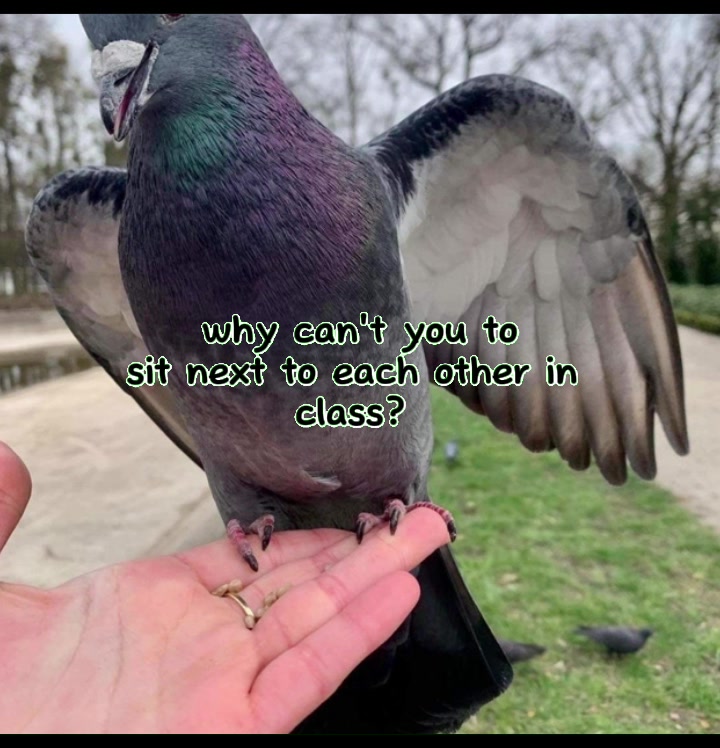 @Pigeon fan
