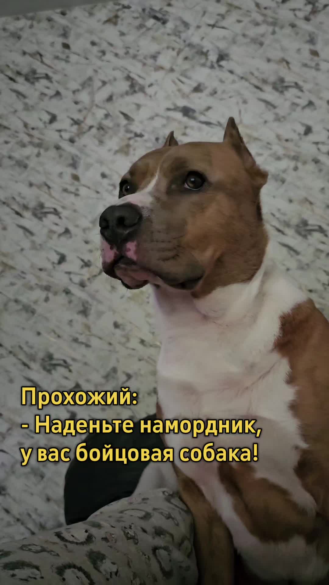 @Pitbul Fred
