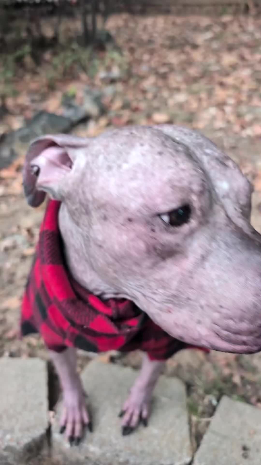 @Alexswaggzillaa