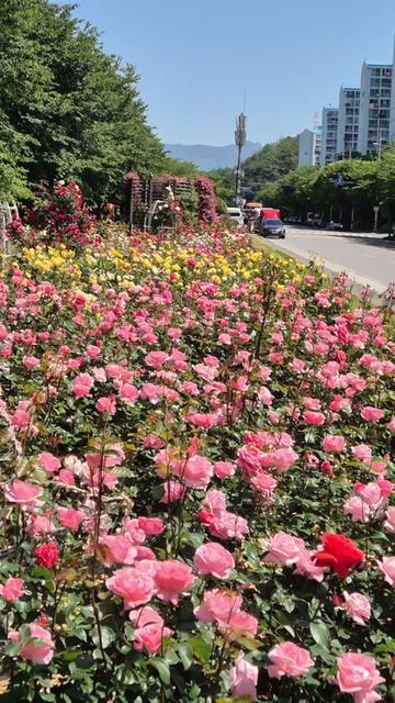 @긴머리