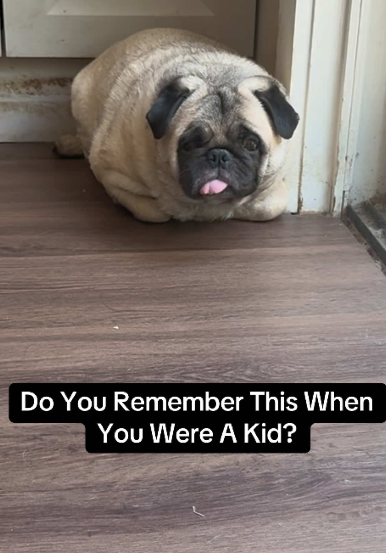 @PEARL - Quadruple-Amputee Pug