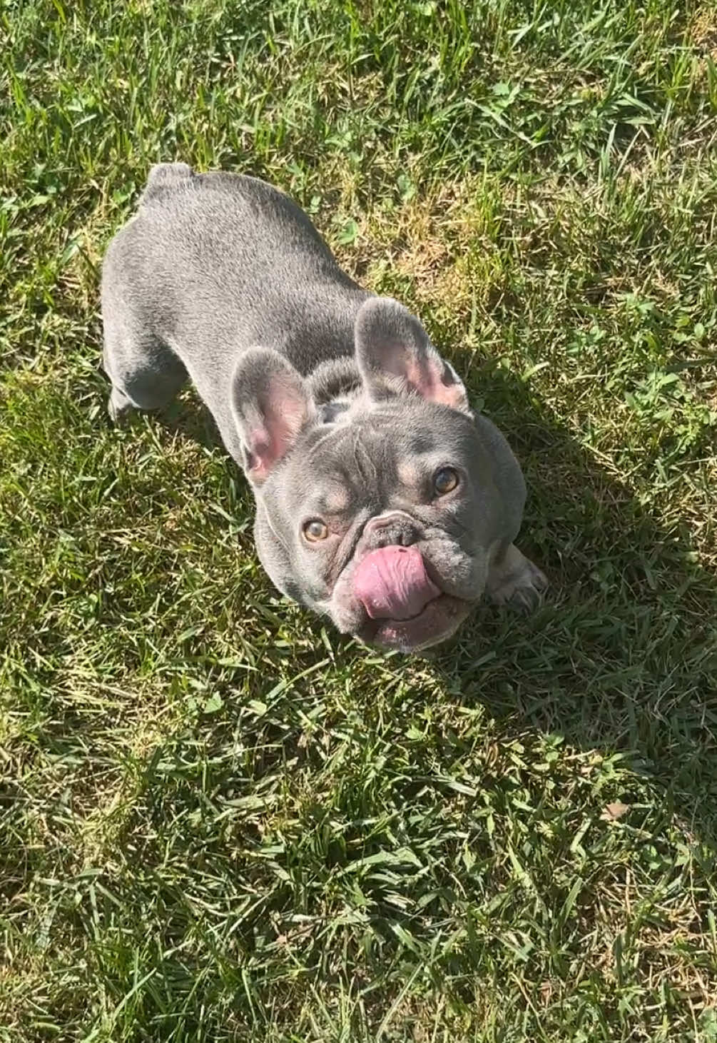 @Arwen the adorable Frenchie