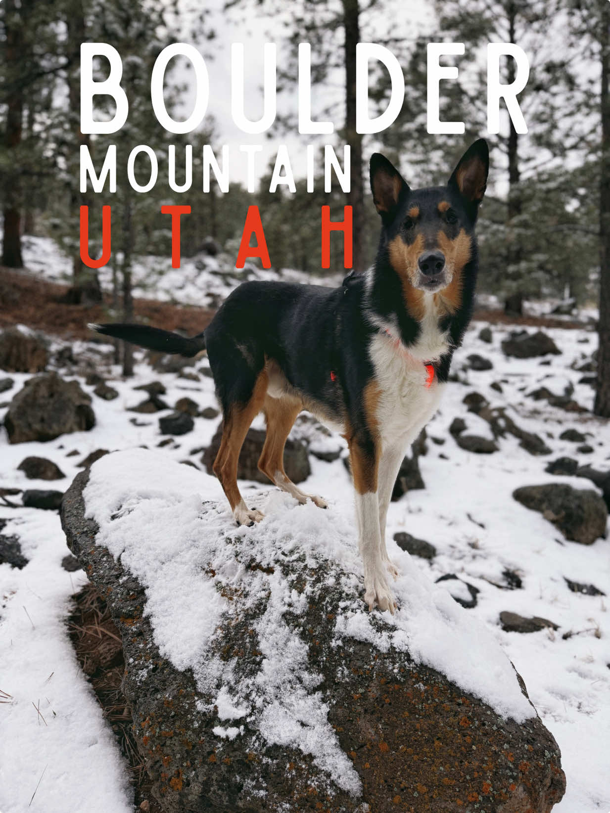 @lauren | dog behavior pro