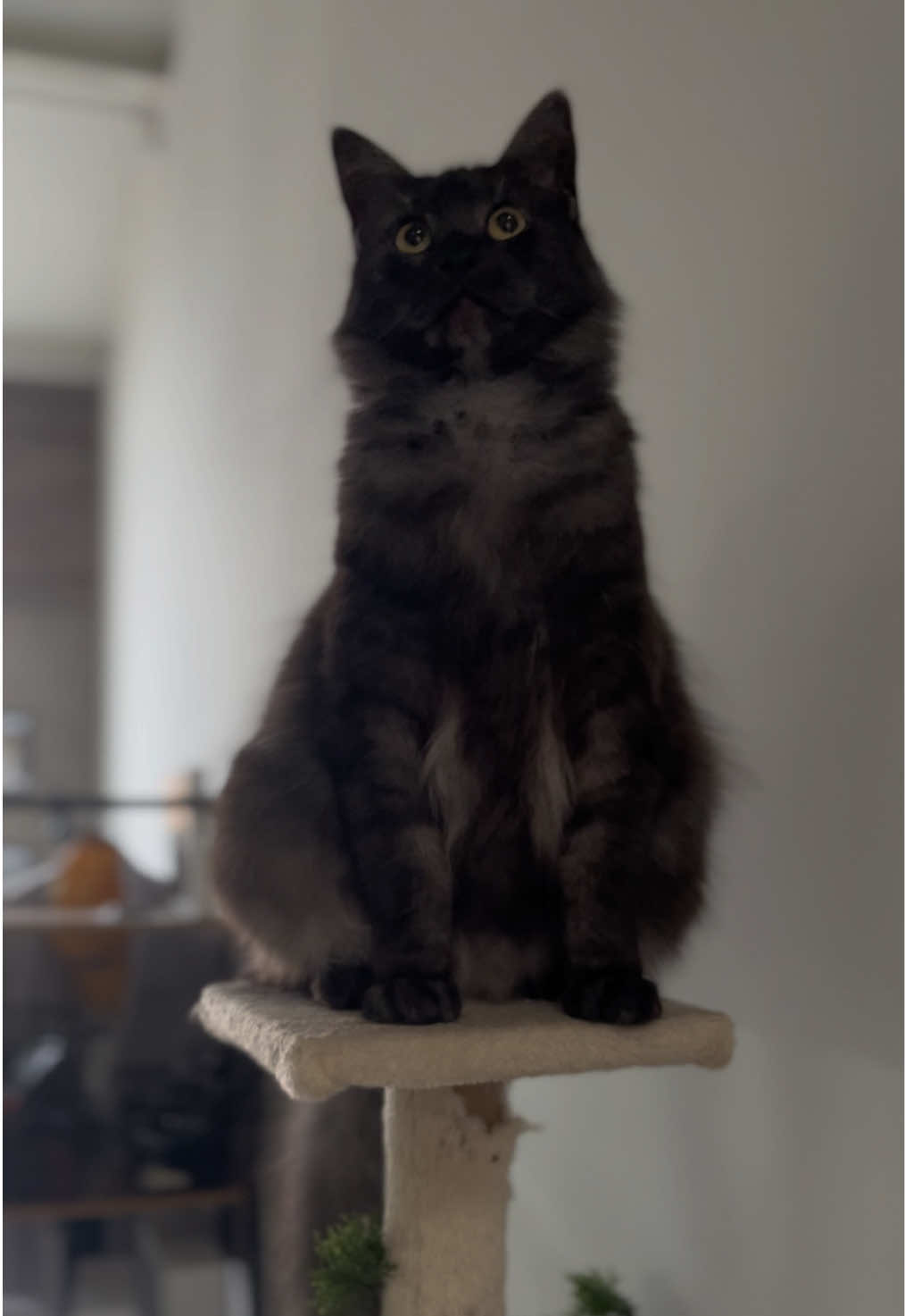 @KIRACAT