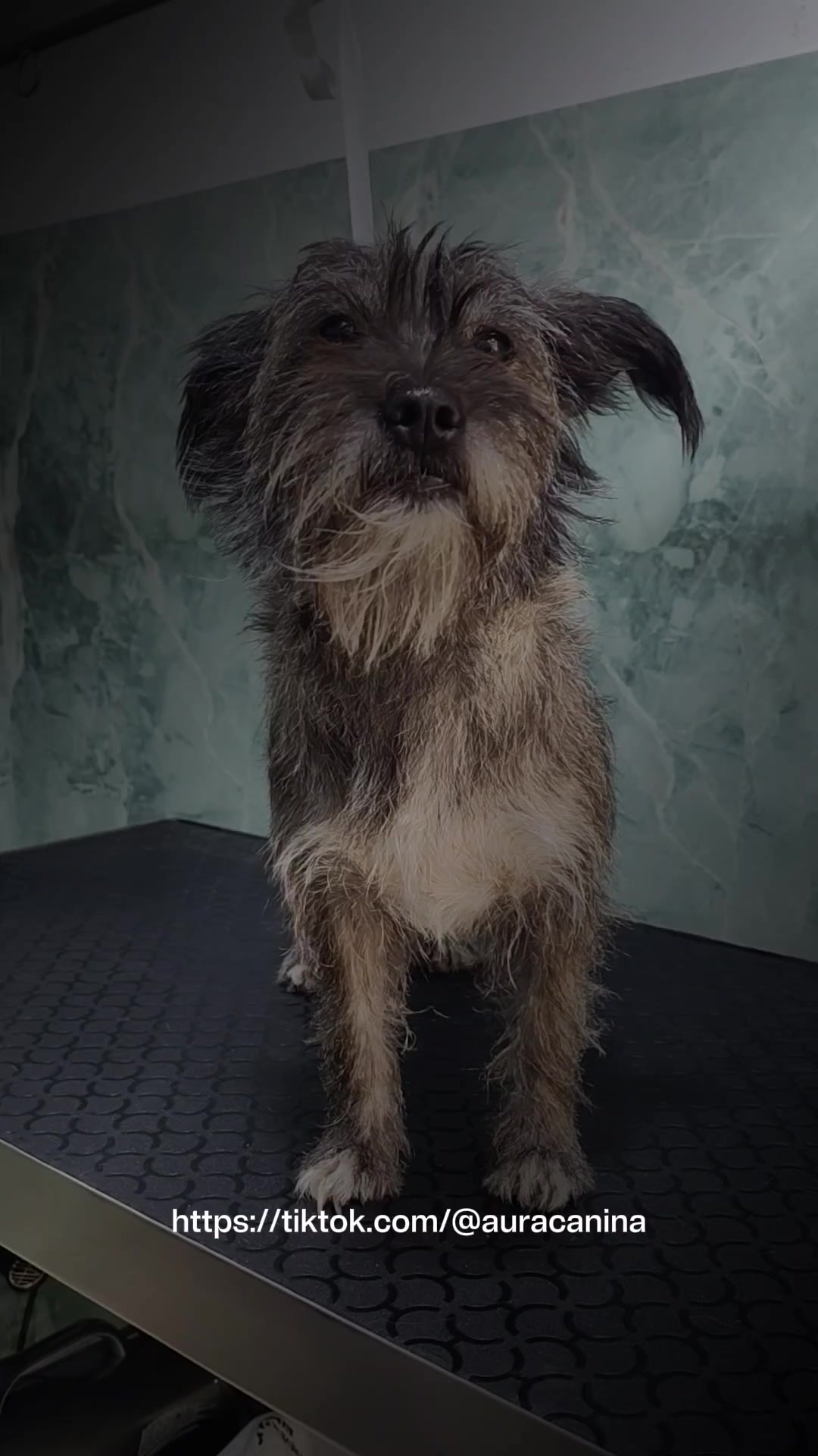 @Aura Canina (Spa & Grooming)