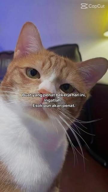 @SheMama🐱🤍