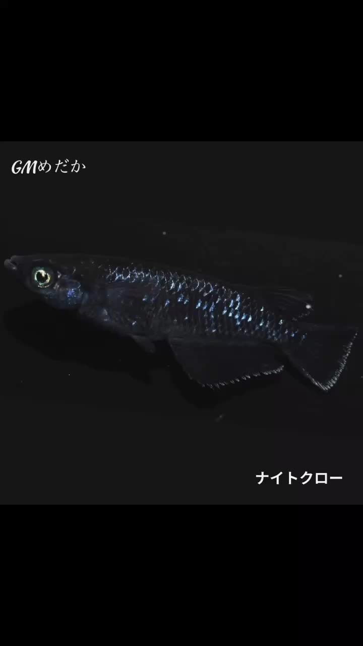 @gmmedaka.niigata