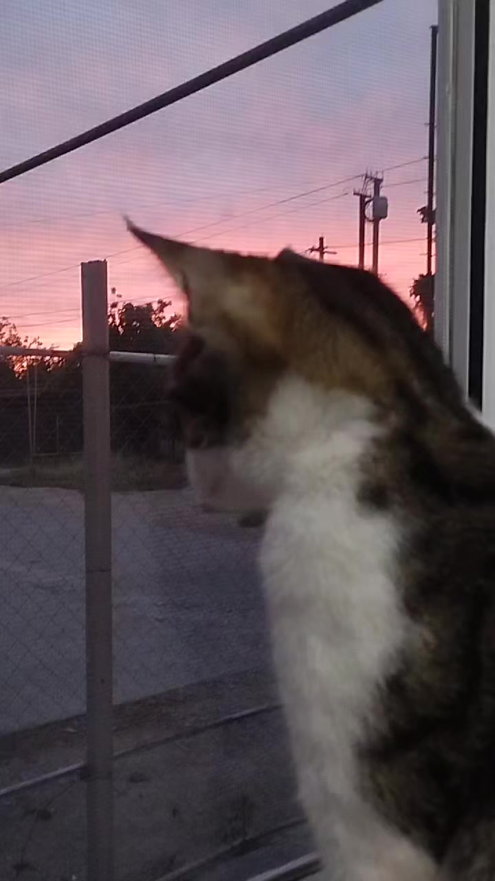 @🐾