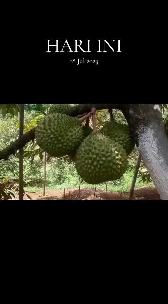 @D.kingfarm